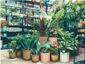  ?? ROOSEVELT NGUYEN ?? Plants in biodegrada­ble nursery pots sit on display at Pollyn in New York. More couples are turning to potted plants in place of cut flowers for their weddings.