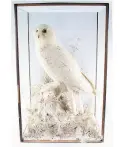  ?? NELSON PROVINCIAL MUSEUM ?? This female snowy owl was collected from Lake Winnipeg by Bishop Suter and taken to London to be mounted in a glass display case with foliage such as fern and other plant material.