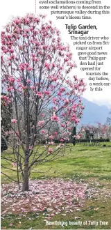  ??  ?? Bewitching beauty of Tulip Tree