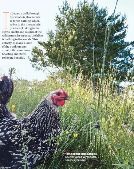  ??  ?? Time spent with Stripes, a Silver Laced Wyandotte, soothes the soul.