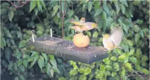  ?? PHOTO: DOROTHY O’DONNELL ?? Mine, mine . . . The birds seem to be going crazy this winter. Dorothy O’Donnell has sent in some lovely photos of her feathered friends in her garden. I never realised silvereyes could get this grumpy.