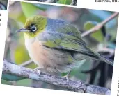  ?? PHOTO: TED FOX ?? to call them by a different name for a change, take over a shrub in the Harwood garden of Ted Fox. ‘‘I wired some large pieces of trimmed fat and hung them in a bush. More squabbling than eating,’’ he says. They breed ’em big on the Peninsula. I’m not sure how this silvereye/waxeye gets off the ground. But he or she is very cute.