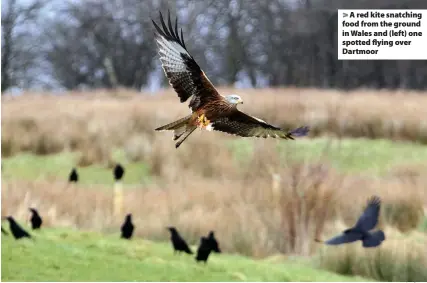  ?? Ian Cooper ?? > A red kite snatching food from the ground in Wales and (left) one spotted flying over Dartmoor