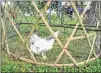  ?? ADDIE
BROYLES / AMERICAN-STATESMAN ?? A chicken scurries at Rain Lily Farm in East Austin, site of Shakespear­e on the Farm.