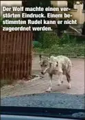  ??  ?? Der Wolf machte einen verstörten Eindruck. Einem bestimmten Rudel kann er nicht zugeordnet werden.