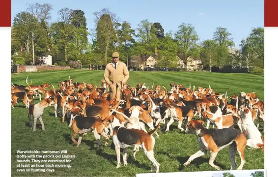  ??  ?? Warwickshi­re huntsman Will Goffe with the pack’s old English hounds. They are exercised for at least an hour each morning, even on hunting days