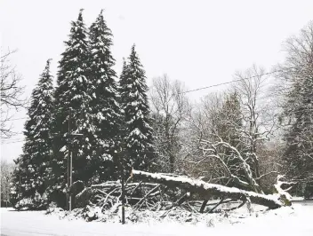  ?? NICK PROCAYLO ?? A tree falls under the weight of snow during a weather advisory in Vancouver on Sunday.