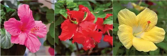  ??  ?? „Hibiscus rosa-sinensis“– hibiscus sau, cum i se spune nu se știe de ce pe la noi, „trandafir japonez“. Culorile și nuanțele în care înflorește sunt infinite. Imposibil de hotărât care este mai frumoasă