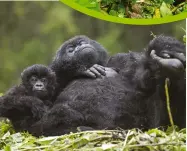  ??  ?? Young gorillas will stay in their mother’s nest until the age of three, after which they’ll have to build their own