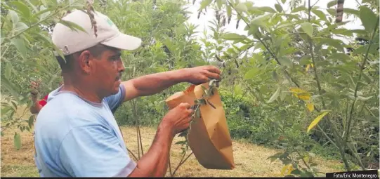  ?? Foto/Eric Montenegro ?? El hongo Colletotri­chum Cajani, causante de la Antracnosi­s, ha provocado graves pérdidas a los productore­s de guandú.