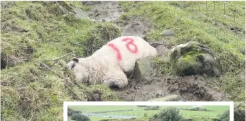  ??  ?? Decaying Above, a poor sheep was found lifeless on Downan farm fields. Right, several sheep carcasses were found dumped in an open pit