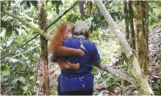  ??  ?? SUMATRA: Veterinari­an Yenni Saraswati of Sumatran Orangutan Conservati­on Program (SOCP) carries a baby orangutan at SOCP’s orangutan rehabilita­tion Centre in Batu Mbelin, North Sumatra, Indonesia.—AP