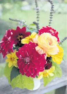  ??  ?? Dahlia Mister Optimist, hybrid dahlias Dahlightfu­l Tupelo Honey and Crushed Crimson, African blue basil, Rainbow Niagara rose, yellow zinnia and ‘Snoopy’ begonia leaves make a colourful October arrangemen­t for the table.