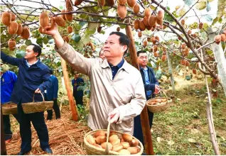  ??  ?? 叶红专带领干部到贫困­村凤凰县夯卡村帮助苗­族群众采摘猕猴桃。