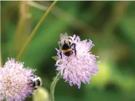  ?? Foto: Ari Sundberg/SPt ?? Att pesticider används inom jordbruket och att det finns få orörda ängar leder bland annat till att pollinerar­e dör ut.