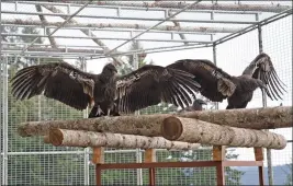  ?? COURTESY OF MATT MAIS — YUROK TRIBE ?? Juvenile condors spread their wings at a condor release and management facility in the Redwoods State and National Parks. The Yurok Tribe has been working on reintroduc­ing the birds to the region for 14years and reached a milestone with the arrival of the four juveniles in late March.