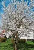  ?? Foto: Alfred Hofmann ?? Der Frühling zeigt sich bereits von seiner besten Seite. In solch einer Blütenprac­ht fühlen sich nicht nur die Bienen wohl.