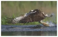  ??  ?? The osprey is an excellent fish-catcher and an impressive raptor