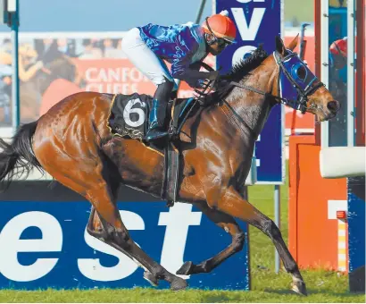  ?? Picture: Wayne Marks ?? CHALLENGER. Kamaishi, a three-time winner at Kenilworth, could pose the biggest threat to Cape Charlotte in Race 7, a FM 82 Handicap, at Durbanvill­e tomorrow.