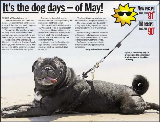  ??  ?? Andy Mai and Todd Maisel Myles, a sun-loving pug, is grooving on the sunshine at Brighton Beach, Brooklyn, Thursday.