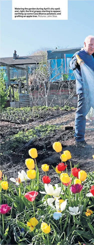  ??  ?? Watering the garden during April’s dry spell and, right, the first grapes starting to appear; earthing up some Casa Blanca potatoes; and grafting an apple tree. Pictures: John Stoa.