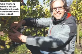  ??  ?? TYCHO VERMEULEN, founder of The Hague Urban Vineyard, poses in a vineyard as he harvests grapes on Oct. 21.