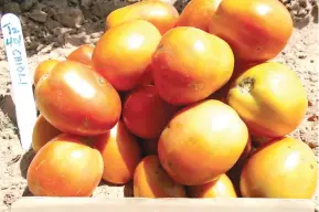  ??  ?? A sample of the hybrid tomato in display at the IITA field day in Minjibir Kano state, recently