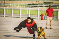  ??  ?? Ben3, a K9 unit dog of the Dubai Police, attacking and immobilisi­ng a ‘suspect’ during a live demonstrat­ion at Meydan.