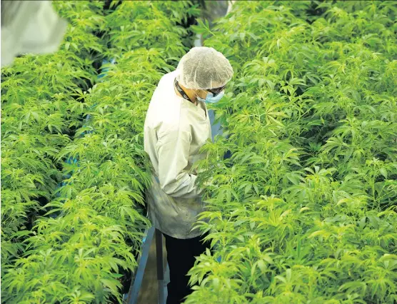  ?? THE CANADIAN PRESS/SEAN KILPATRICK ?? With landmark cannabis sector investment­s by Constellat­ion and Molson Coors, the question is: Who’s next? “From my perspectiv­e, it is literally only the beginning,” said Andrew Stordeur, chief commercial officer of Alberta-based cannabis producer Sundial Growers Inc.
