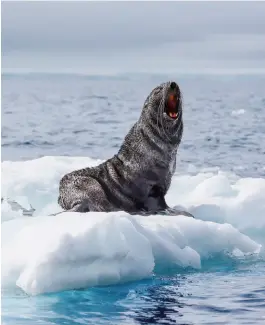  ??  ?? wild WONDERS Largely untouched by humanity, few territorie­s offer such an abundance of wildlife as the White Continent. Gentoo penguins and storm petrels resting on snow-dusted slabs, Antarctic fur seals peeking up from the inky waters and humpback...