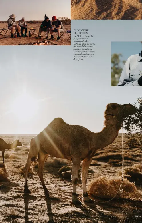  ??  ?? CLOCKWISE FROM THIS
IMAGE: A ‘camel lot’ is required when surveying the desert; Catching up on the stories the desert holds around a campfire; Botanist Dr Rosemary Purdie collects samples that help survey the current status of the desert flora.