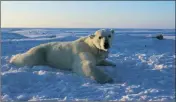  ?? ASSOCIATED PRESS ?? IN THIS 2015 FILE PHOTO provided by the United States Geological Survey, a polar bear wearing a GPS video-camera collar lies on a chunk of sea ice in the Beaufort Sea.