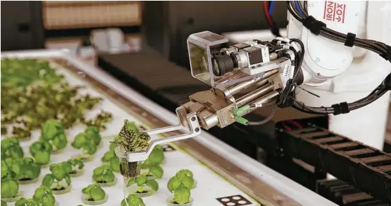  ?? Eric Risberg photos / Associated Press ?? Above: A robotic arm lifts plants being grown at Iron Ox, a robotic indoor farm, in San Carlos, Calif. Below: A bok choy plant is lifted up to display as robot farmers tend to rows of leafy, colorful vegetables.