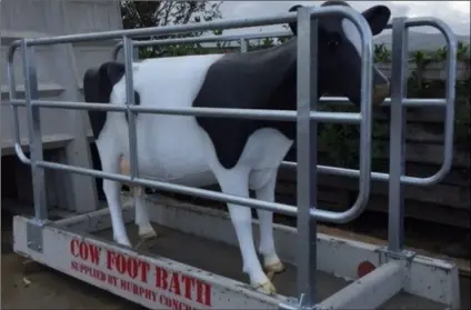  ??  ?? The footbath complete with Wexford’s model cow.