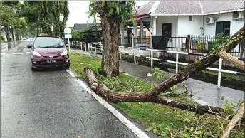  ?? ?? The fallen tree, which has damaged a vehicle at Matang Jaya.