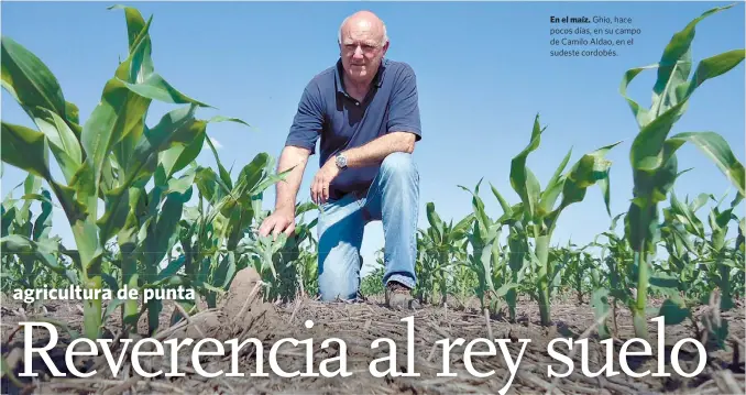  ??  ?? En el maíz. Ghio, hace pocos días, en su campo de Camilo Aldao, en el sudeste cordobés.