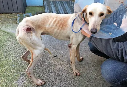  ?? ?? Soldier when he was first received by the Bristol Animal Rescue Centre, and below inset, the happy lurcher now