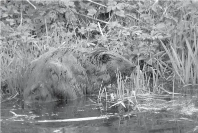  ?? Tribune News Service ?? ABOVE: European beavers (Castor fiber) are increasing­ly out andabout after dark.