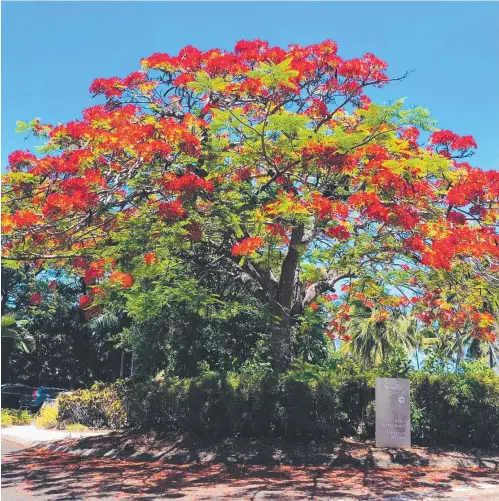  ?? ?? The poinciana never lets us down and is always in flower leading up to Christmas. Picture: Marg Judd.