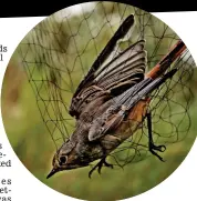  ??  ?? Trapped: A bird stuck in a net