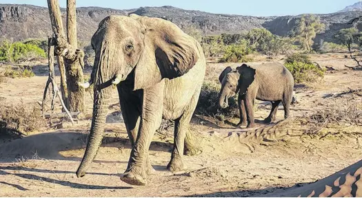  ?? WILDERNESS SAFARIS ?? Elephants seen near Damaraland.