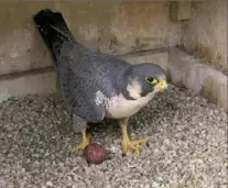  ?? National Aviary ?? The peregrine falcon female, Morela, laid her first egg of the year at 11:54 a.m. Wednesday.