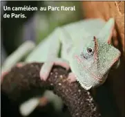  ??  ?? Un caméléon au Parc floral de Paris.