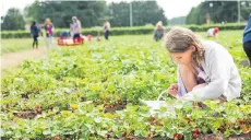  ??  ?? A girl picks strawberri­es at Krause Berry Farms in Langley.