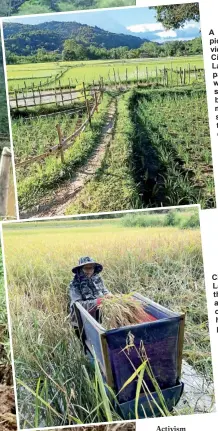  ?? ?? A picturesqu­e view of Cikgu Lawa’s padi fields, which has somewhat become a must-visit spot for tourists coming to Ulu Ba Kelalan.