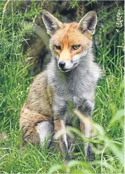  ?? Picture: Getty Images. ?? There is no creature we treat worse than the red fox.