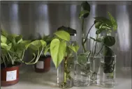  ?? (TNS/Chicago Tribune/Abel Uribe) ?? Some houseplant­s start easily from cuttings placed in water.