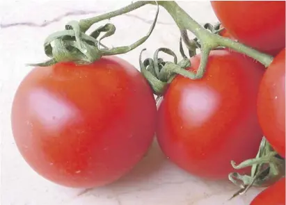  ?? Foto: Archiv ?? Bis September gibt es ein grosses Angebot an reifen Tomaten.