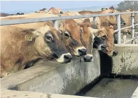  ??  ?? Wittekleib­osch Dairy Trust's dairy cows quench their thirst in the drinking troughs at the dairy farm constructe­d with the investment by the Eastern Cape Rural Developmen­t and Agrarian Reform Department.