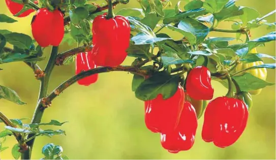  ?? /Archivo particular. ?? El basket pepper, un tipo de ají, alcanza las 300.000 unidades en la escala de Scoville